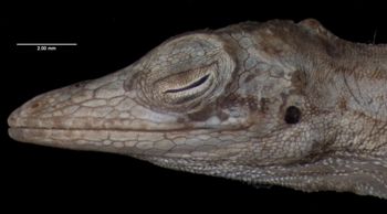 Media type: image;   Herpetology R-60144
